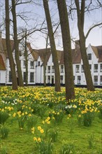 The Beguinage, Benelux, city, city trip, garden, flowers, yellow, religious, religion, West