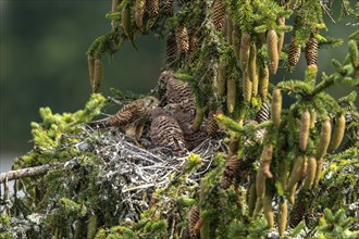 Common kestrel (Falco tinnunculus), female adult bird feeding young birds not yet ready to fly in