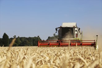 Harvesting grain with a combine harvester in a field near Ludwigshafen