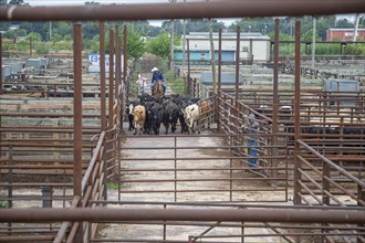 Oklahoma City, Oklahoma, Cattle are herded towards tue auction building at the Oklahoma National