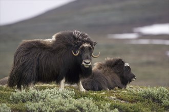 Musk ox, (Ovibos moschatus), two animals, Scandinavia