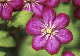 Plants, flowers, garden plants, clematis, clematis, clematis hybride, blossom, bloom, close-up,