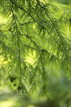 Bald cypress (Taxodium distichum), swamp disc, backlit, hanging branches with cones, tree trunks