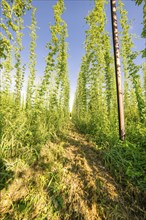 A path between tall, symmetrical rows of plants under a bright blue sky, Hopfengarten, Hochdorf,