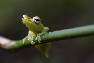 Glass frog (Centrolenidae) sitting on a stem, Heredia province, Costa Rica, Central America