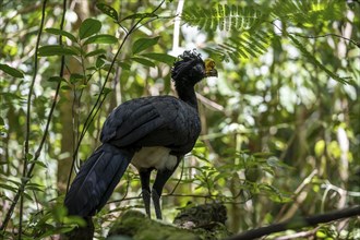 Tuberkehlhokko (Crax rubra), adult male, in the tropical rainforest, Corcovado National Park, Osa,