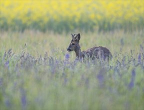 Roe deer (Capreolus capreolus), young roe buck with velvet antlers, velvet antlers standing in a