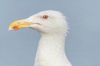 Portrait of a herring gull (Larus argentatus) in the cliffs of the Atlantic Ocean. Camaret, Crozon,