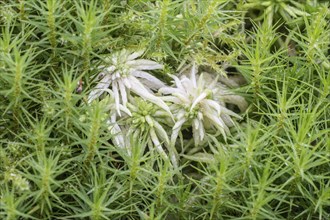 Peat moss (Sphagnum) between common sphagnum moss (Polytrichum commune), Emsland, Lower Saxony,