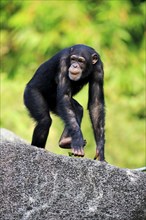 Chimpanzee (Pan troglodytes troglodytes), subadult, half-grown, imposing behaviour