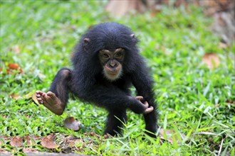 Chimpanzee (Pan troglodytes troglodytes), young animal