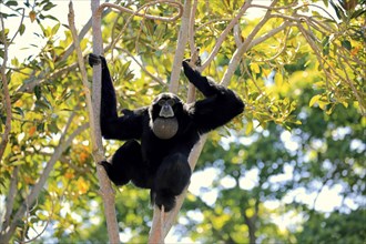 Siamang (Symphalangus syndactylus), adult calling on tree, Southeast Asia