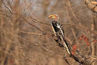 Southern Yellow-billed Hornbill, Red-ringed Hornbill (Tockus leucomelas), adult, on wait, Kruger