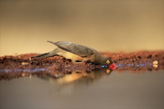 Red-billed oxpecker (Buphagus erythrorhynchus), adult, at the water, drinking, alert, Kruger