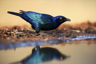 Red-shouldered Glossy Starling (Lamprotornis nitens), adult, at the water, drinking, Kruger