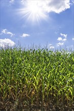 Symbolic image, renewable energies, maize plants, field, biogas plant, feed maize, immature,