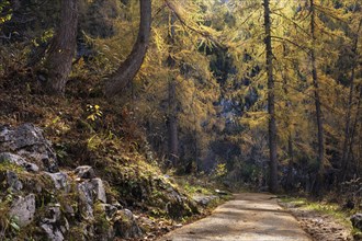 The path to the ice cave in the Dachstein mountains. Yellow larches. Autumn, good weather,