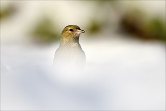 Chaffinch (Fringilla coelebs), adult female, in the snow, winter feeding, Oberhausen, Ruhr area,