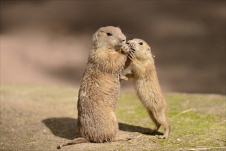 Close-up of a black-tailed prairie dog (Cynomys ludovicianus) mother with her youngster in spring