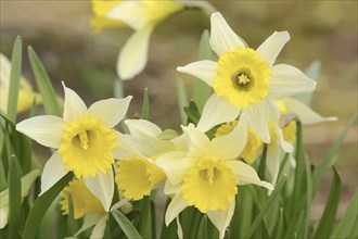 Wild daffodil (Narcissus pseudonarcissus), flowers, ornamental plant, North Rhine-Westphalia,