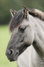 Dülmen wild horse, portrait, Merfelder Bruch, Dülmen, North Rhine-Westphalia, Germany, Europe