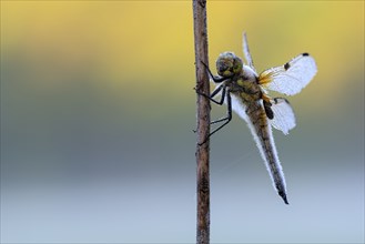 Four-spotted chaser (Libellula quadrimaculata), resting, in a meadow, with dewdrops, morning,