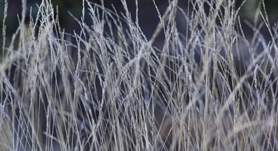 Abstract autumn silver and gray floral texture