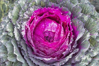 Decorative purple and green cabbage with water droplets