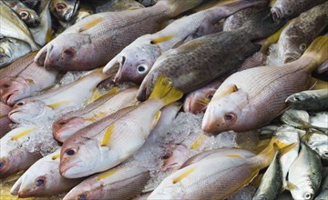 Various kind of fish on the ice in the market