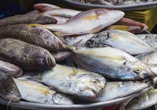 Various types of sea fish on the market, snappers, mackerel, catfish