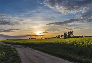 Beautiful sunset on a country road near Minsk, Belarus with blue sky and yellow rape field