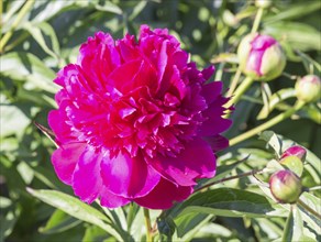 Pink peony flower in a botanical garden