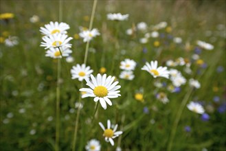 Flowering marguerites (Leucanthemum) and grasses in a wild, natural flower meadow, Germany, Europe