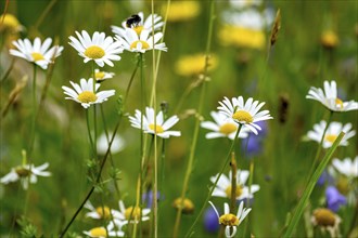 Flowering marguerites (Leucanthemum), colourful flowers, grasses and insects in a wild, natural