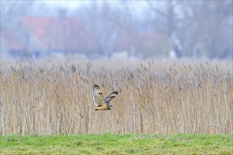 Short-eared owl (Asio flammeus) flying past reed bed in front of farm on a misty evening in winter,