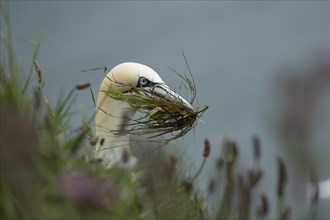 Northern gannet (Morus bassanus) adult bird with grass vegetation in its beak for nesting material