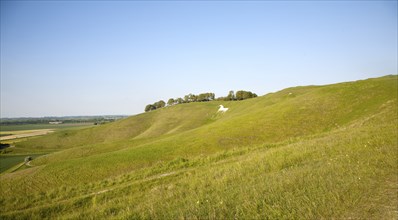 White horse in chalk scarp slope Cherhill, Wiltshire, England, UK dating from 1780