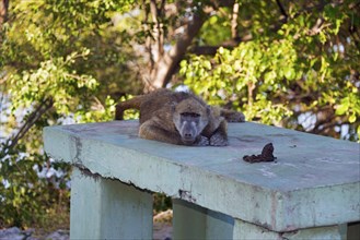 A baboon rests thoughtfully on a concrete slab with a view of the greenery, chacma baboon (Papio