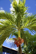 A palm tree with ripe red fruits surrounded by green leaves with buildings in the background,