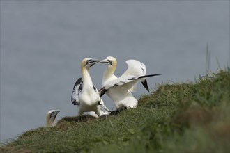 Northern gannet (Morus bassanus) two adult birds courting on a cliff top being watched by another