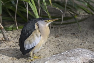 Common little bittern (Ixobrychus minutus, Ardea minuta)