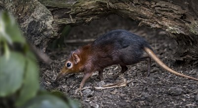 Black and rufous elephant shrew, black and rufous sengi, Zanj elephant shrew (Rhynchocyon petersi)