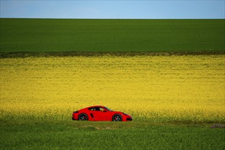 Country road by a flowering rape field, landscape near Mülheim an der Ruhr, Germany, Europe