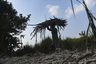 A worker carries sugarcane for the production of Gur (jaggery) in a village on December 10, 2021 in