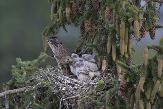 Common kestrel (Falco tinnunculus) at the nest with young birds, Daun, Eifel, Rhineland-Palatinate,