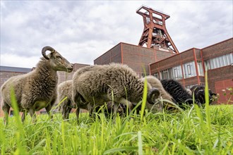 Sheep at the Zollverein Coal Mine Industrial Complex for the first time, 12 Heidschnucken and