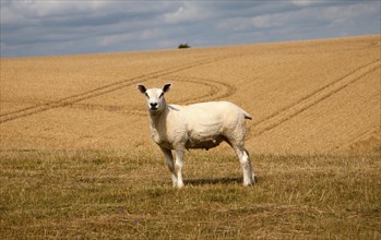 Close up of lone sheep standing on chalk downland, Marlborough Downs, Wiltshire, England, UK