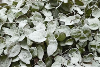 Barrenwort leaves covered with hoarfrost. Abstract floral background, garden and winter concept.