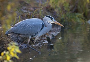 Grey Heron or Great Egret (Ardea cinerea cinerea) standing in shallow water on the shore of a lake,