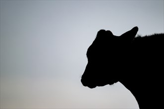 Domesticated cattle or cow (Bos taurus) adult farm animal silhouetted at sunset, Lincolnshire,